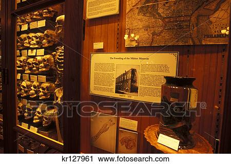 Stock Image - Philadelphia Pa Collection Of Human Skulls On Display At The Mutter Museum . Fotosearch