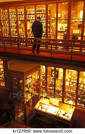 Stock Photo - Philadelphia Pa Collection Of Human Skulls And Bones On Display At The Mutter Museum . Fotosearch