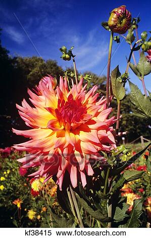 Stock Photography - Pink And Orange Dahlia. Fotosearch