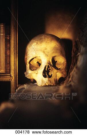Stock Photo - Scary Skull On Shelf Looking At Camera. Fotosearch