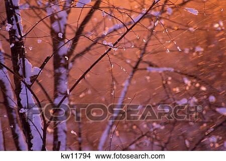 Picture - Snow Falling At Sunset Clinging Onto Tree Branches. Fotosearch