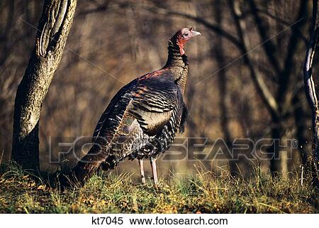 Stock Photography - Wild Turkey Standing On Grass In Woods. Fotosearch