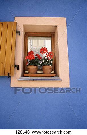 Window Boxes With Red Geranium Blue Wall Provencal France View Large Photo Image Stock Image - Window Boxes With Red Geranium Blue Wall Provencal France. Fotosearch