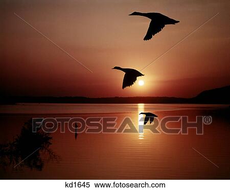 1950S Three Ducks Flying Over Water At Sunset View Large Photo Image Stock Photography - 1950S Three Ducks Flying Over Water At Sunset. Fotosearch