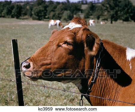 1960S Guernsey Cow Head Near Barbed Wire Fence Summer Flies On Face Near Monroe New York Usa View Large Photo Image Stock Photo - 1960S Guernsey Cow Head Near Barbed Wire Fence Summer Flies On Face Near Monroe New York Usa . Fotosearch
