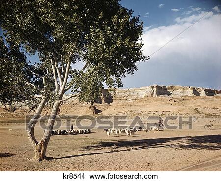 1960S Navajo Family Herding Sheep Near Tonalea Coconino County Arizona Usa View Large Photo Image Picture - 1960S Navajo Family Herding Sheep Near Tonalea Coconino County Arizona Usa. Fotosearch