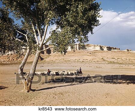 Stock Image - 1960S Navajo Family Herding Sheep Near Tonalea Coconino County Arizona Usa. Fotosearch