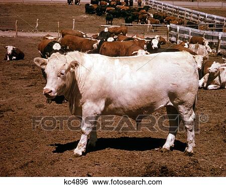1970S Bull Of Charbray Beef Cattle Breed Blend Of Charolais And Brahman Breeds View Large Photo Image Stock Photograph - 1970S Bull Of Charbray Beef Cattle Breed Blend Of Charolais And Brahman Breeds . Fotosearch