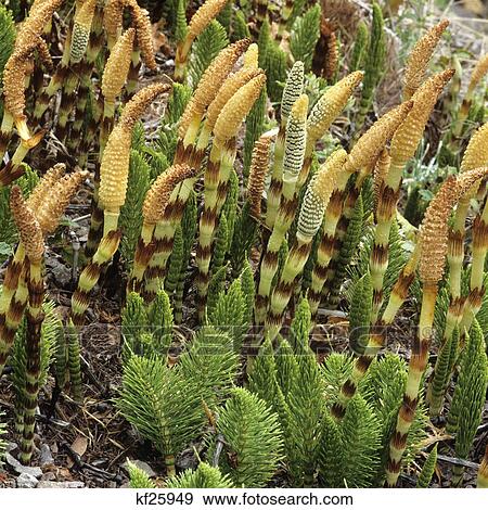 1980S Equisetum Along The Umpqua River Near Roseburg Oregon Usa View Large Photo Image Stock Photo - 1980S Equisetum Along The Umpqua River Near Roseburg Oregon Usa. Fotosearch