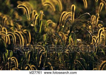 Stock Image - 1990S Bristly Foxtail And Other Wild Grasses In Evening Light. Fotosearch