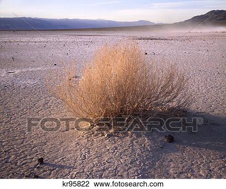1990S Dried Plant Eureka Dry Lake California Usa View Large Photo Image Stock Image - 1990S Dried Plant Eureka Dry Lake California Usa. Fotosearch