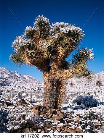 1990S Joshua Flat With Snow Death Valley National Park California Usa View Large Photo Image Stock Image - 1990S Joshua Flat With Snow Death Valley National Park California Usa . Fotosearch