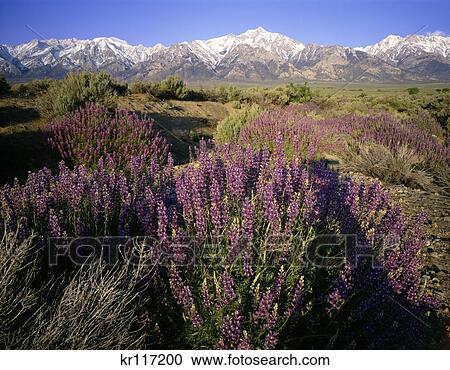 Stock Image - 1990S Purple Spring Flowers Eastern Sierra Range Of Mountains California Usa. Fotosearch