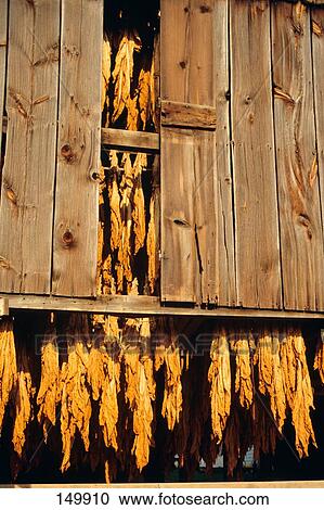 1990S Tobacco Leaves Curing In A Barn Ripley Ohio Usa View Large Photo Image Stock Image - 1990S Tobacco Leaves Curing In A Barn Ripley Ohio Usa. Fotosearch