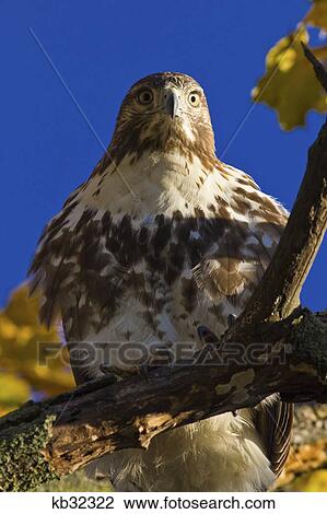 Alert Red Tailed Hawk In Autumn Tree View Large Photo Image Stock Image - Alert Red Tailed Hawk In Autumn Tree . Fotosearch