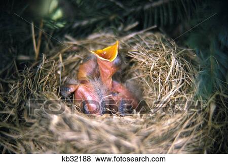 Baby Birds In Nest View Large Photo Image Stock Photo - Baby Birds In Nest . Fotosearch