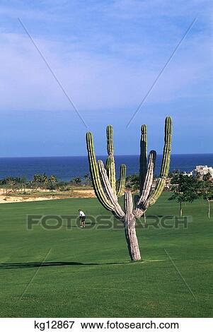 Cabo Real Golf Course Los Cabos, Mexico View Large Photo Image Stock Photo - Cabo Real Golf Course Los Cabos, Mexico. Fotosearch