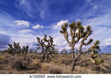 Stock Image - California East Mohave National Preserve Joshua Trees . Fotosearch