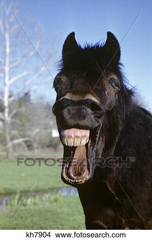 Laughing Horse Portrait Looking At Camera View Large Photo Image Picture - Laughing Horse Portrait Looking At Camera. Fotosearch