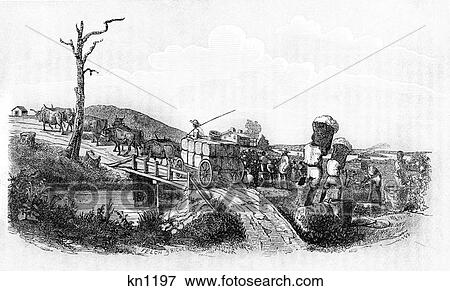 Picking Cotton Hauling Cotton Bales On Wagon View Large Photo Image Stock Photo - Picking Cotton Hauling Cotton Bales On Wagon . Fotosearch