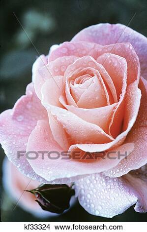 Pink Elizabeth Of Glamis Rose With Dew Drops View Large Photo Image Picture - Pink Elizabeth Of Glamis Rose With Dew Drops. Fotosearch