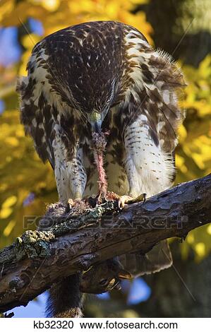 Red Tailed Hawk Eating Captured Prey With Beak On Tree Branch View Large Photo Image Stock Image - Red Tailed Hawk Eating Captured Prey With Beak On Tree Branch . Fotosearch