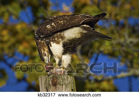 Red Tailed Hawk Eating Prey Standing On Fence Post View Large Photo Image Stock Photo - Red Tailed Hawk Eating Prey Standing On Fence Post . Fotosearch