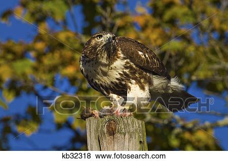 Red Tailed Hawk Holding Dead Squirrel Prey With Talons On Fence Post View Large Photo Image Stock Photo - Red Tailed Hawk Holding Dead Squirrel Prey With Talons On Fence Post . Fotosearch