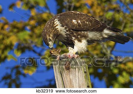 Red Tailed Hawk Holding Dead Squirrel Prey Up By Its Ear View Large Photo Image Stock Photo - Red Tailed Hawk Holding Dead Squirrel Prey Up By Its Ear . Fotosearch