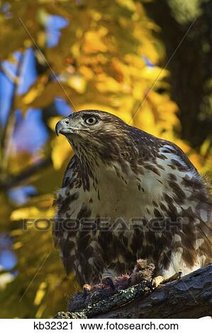 Red Tailed Hawk In Autumn Tree Guarding His Captured Prey In Talons View Large Photo Image Stock Image - Red Tailed Hawk In Autumn Tree Guarding His Captured Prey In Talons . Fotosearch
