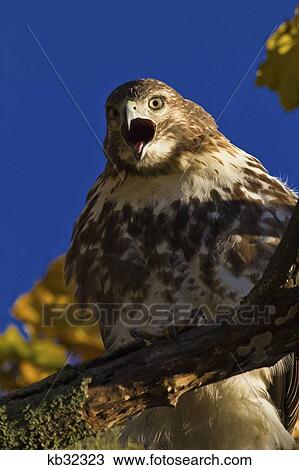 Red Tailed Hawk In Tree Looking Down Beak Open In Alarm Screeching View Large Photo Image Stock Image - Red Tailed Hawk In Tree Looking Down Beak Open In Alarm Screeching . Fotosearch