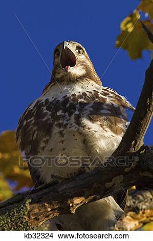 Red Tailed Hawk In Tree Mouth Wide Open Sticking Out Tongue View Large Photo Image Picture - Red Tailed Hawk In Tree Mouth Wide Open Sticking Out Tongue . Fotosearch