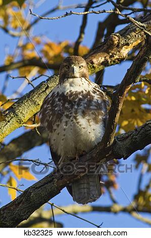 Stock Photography - Red Tailed Hawk Sitting In Autumn Tree Looking At Camera . Fotosearch