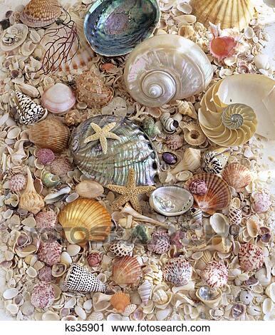 Still Life Different Kinds Of Seashells View Large Photo Image Stock Image - Still Life Different Kinds Of Seashells . Fotosearch