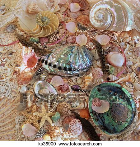 Still Life With Seashells Feathers And Pearls Mother Of Pearl Nautilus Lace Collection Keepsakes View Large Photo Image Stock Image - Still Life With Seashells Feathers And Pearls Mother Of Pearl Nautilus Lace Collection Keepsakes . Fotosearch