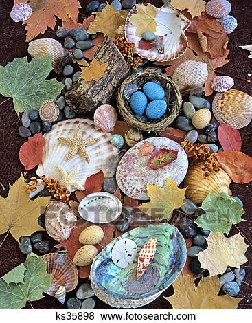 Still Life With Seashells Leaves And Bird'S Nest View Large Photo Image Stock Photo - Still Life With Seashells Leaves And Bird'S Nest . Fotosearch