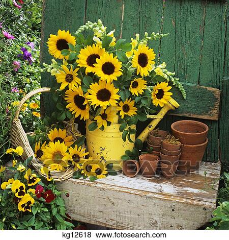 Sunflowers In Watering Can Old Flower Pots And Basket By Weathered Wood View Large Photo Image Stock Photo - Sunflowers In Watering Can Old Flower Pots And Basket By Weathered Wood. Fotosearch