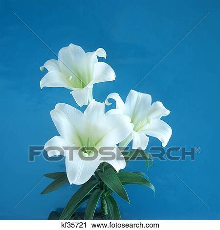 White Easter Lily Arrangement On Blue Background View Large Photo Image Stock Image - White Easter Lily Arrangement On Blue Background. Fotosearch