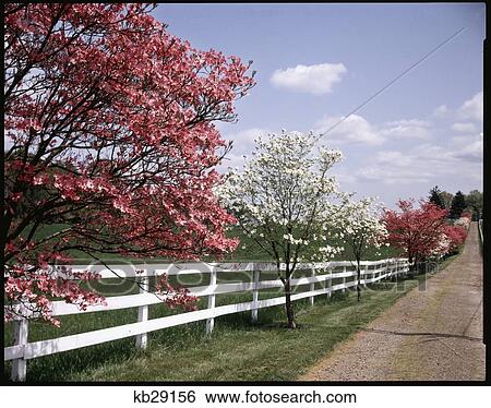 White Fence With Pink And Dogwood Trees In Spring White Fence With Pink And Dogwood Trees In Spring