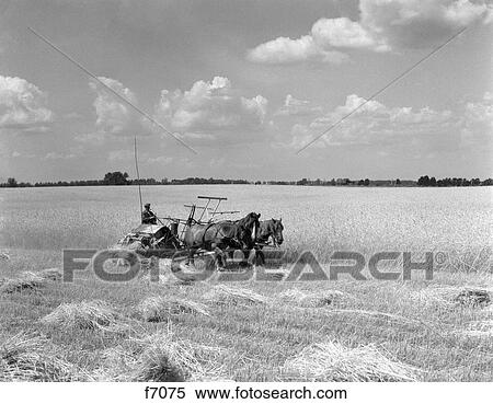 Stock Photography - 1930S Farmer Harvesting Crop With Horse Drawn Reaper. Fotosearch