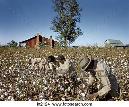 Picture - 1950S African American Share Croppers Picking Cotton By Hand Usa. Fotosearch
