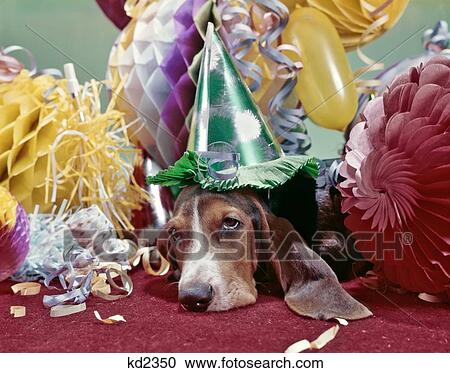 1960S Exhausted Basset Hound With Sad Eyes Wearing Party Hat Lying Under Pile Of Party Decorations View Large Photo Image Stock Image - 1960S Exhausted Basset Hound With Sad Eyes Wearing Party Hat Lying Under Pile Of Party Decorations . Fotosearch