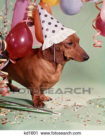 1960S Serious Dachshund Dog Wearing APolka Dot Party Hat Looking Glum View Large Photo Image Stock Image - 1960S Serious Dachshund Dog Wearing APolka Dot Party Hat Looking Glum . Fotosearch