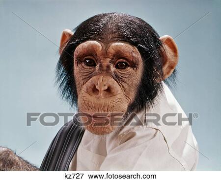 1970S Close-Up Face Chimpanzee Looking At Camera Wearing Human Shirt Tie View Large Photo Image Stock Photo - 1970S Close-Up Face Chimpanzee Looking At Camera Wearing Human Shirt Tie . Fotosearch
