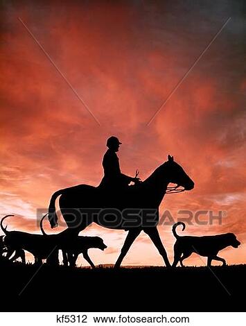 1970S Silhouetted Anonymous Man Riding Horseback With Foxhound Dogs On Fox Hunt View Large Photo Image Stock Image - 1970S Silhouetted Anonymous Man Riding Horseback With Foxhound Dogs On Fox Hunt . Fotosearch