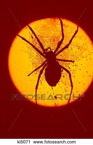 Stock Image - 1970S Spider Silhouette Image On Yellow Sun In Red Sky . Fotosearch