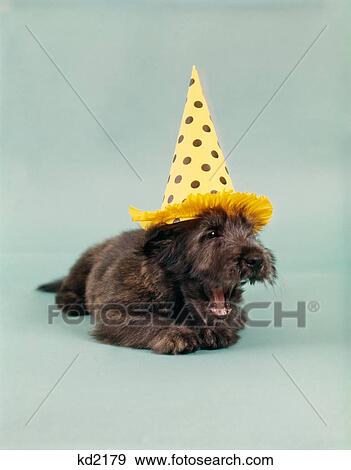1990S Skye Terrier Tired From Too Much Fun Wearing Yellow And Black Polka Dot Party Hat Lying Down Mouth Open Yawning View Large Photo Image Stock Photo - 1990S Skye Terrier Tired From Too Much Fun Wearing Yellow And Black Polka Dot Party Hat Lying Down Mouth Open Yawning . Fotosearch