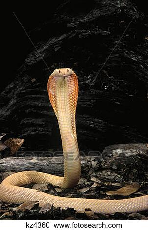Stock Image - Albino Monocled Cobra Naja Naja Kaouthia Threat Display Looking At Camera India . Fotosearch