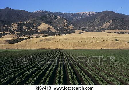 Bean Field Salinas Valley, Ca View Large Photo Image Stock Image - Bean Field Salinas Valley, Ca. Fotosearch