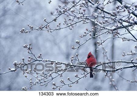 Cardinal Sitting In Apple Tree Spring With Snow On Limbs And Buds View Large Photo Image Stock Image - Cardinal Sitting In Apple Tree Spring With Snow On Limbs And Buds . Fotosearch